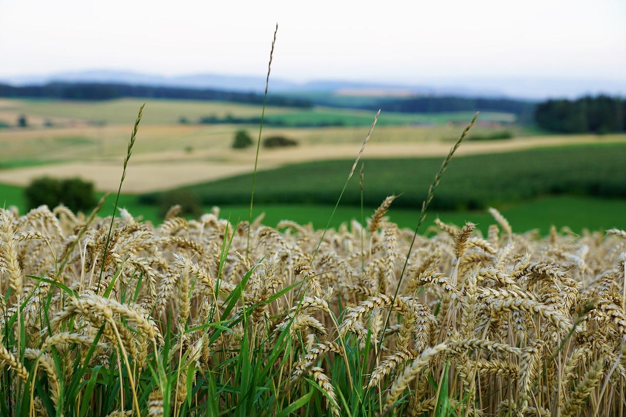 Поле пшеницы в Беларуси
