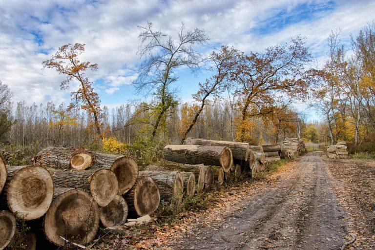 Пиксабай картинки бесплатно