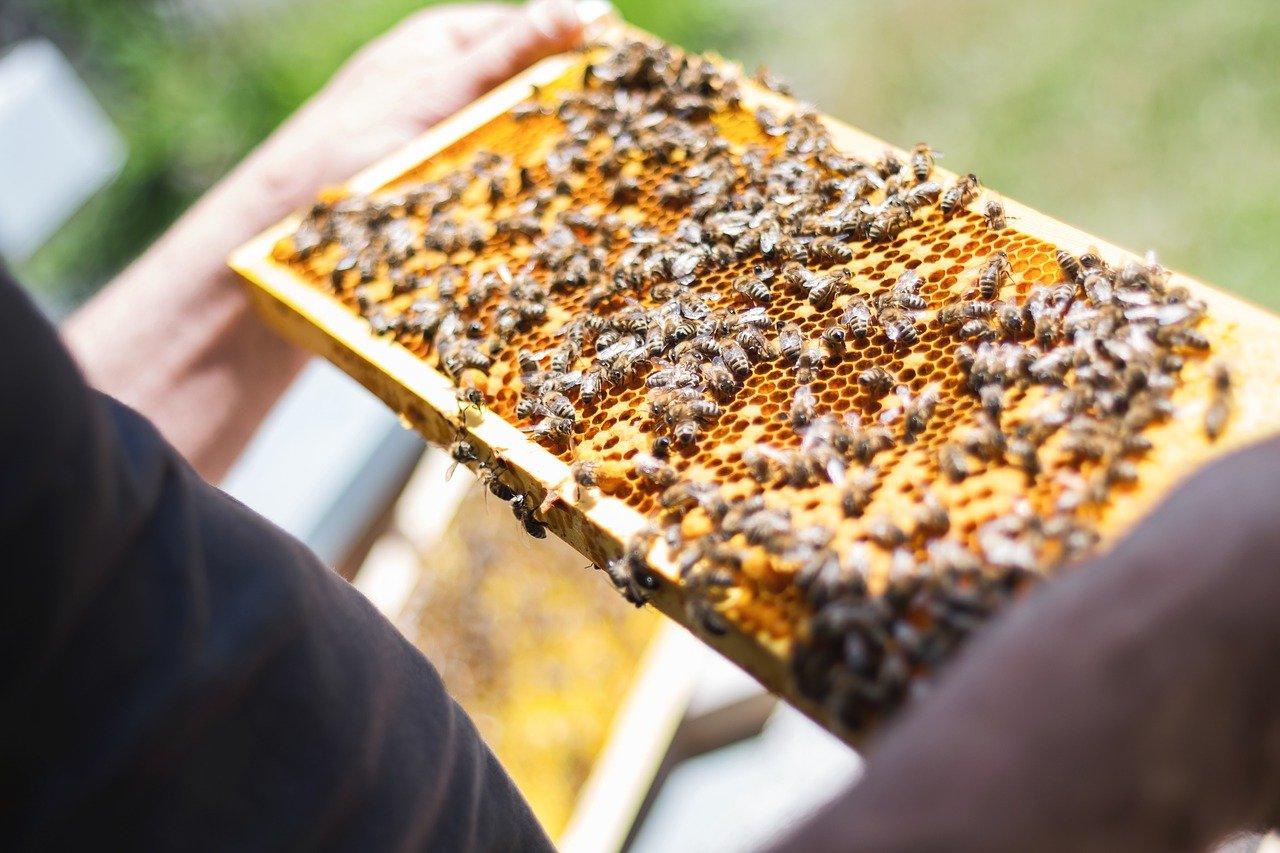 Пчеларите в България имат удължен срок за кандидатстване за кредити