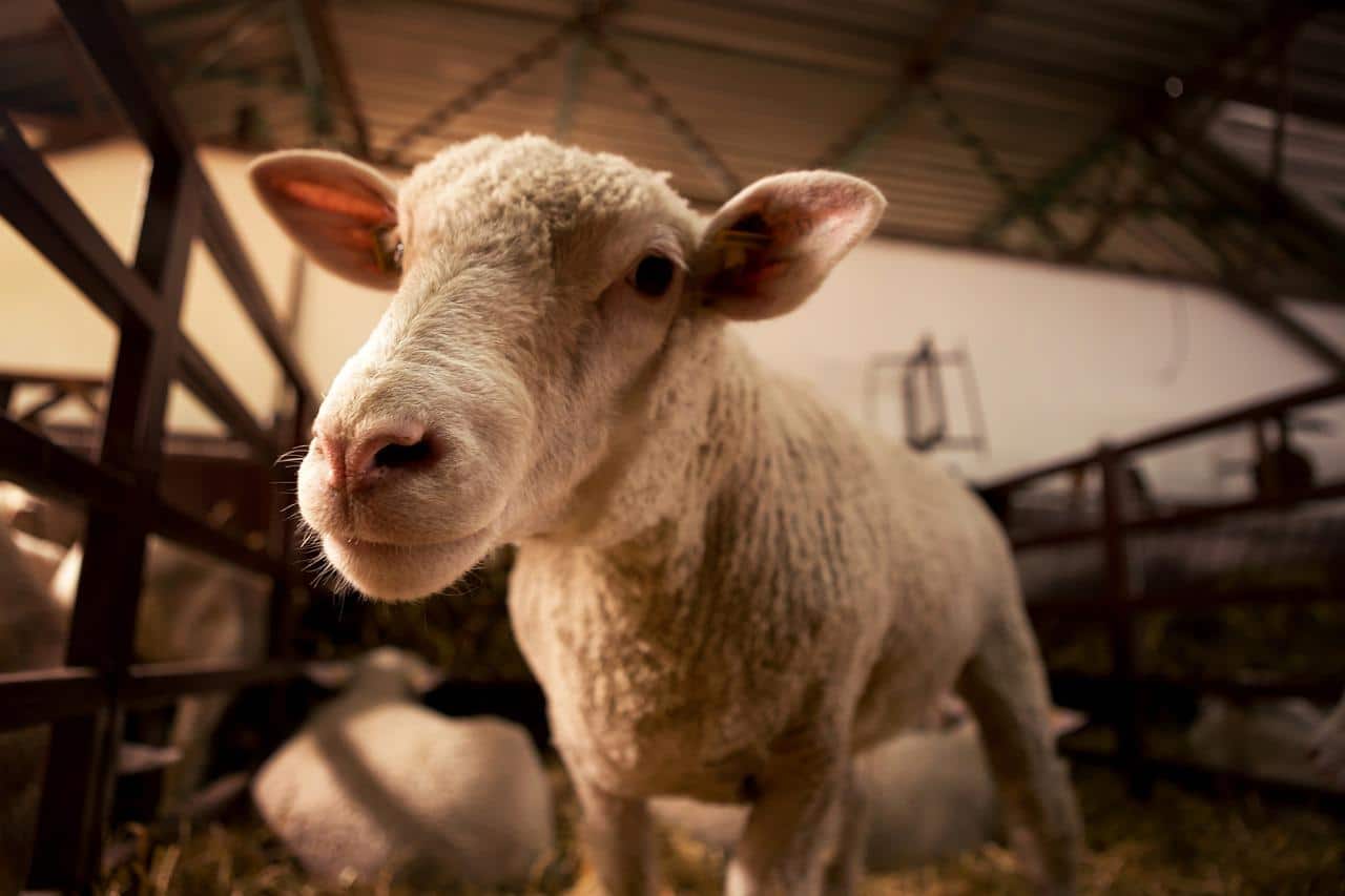 От националната овцевъдна компания уверяват че драстичен скок в цените