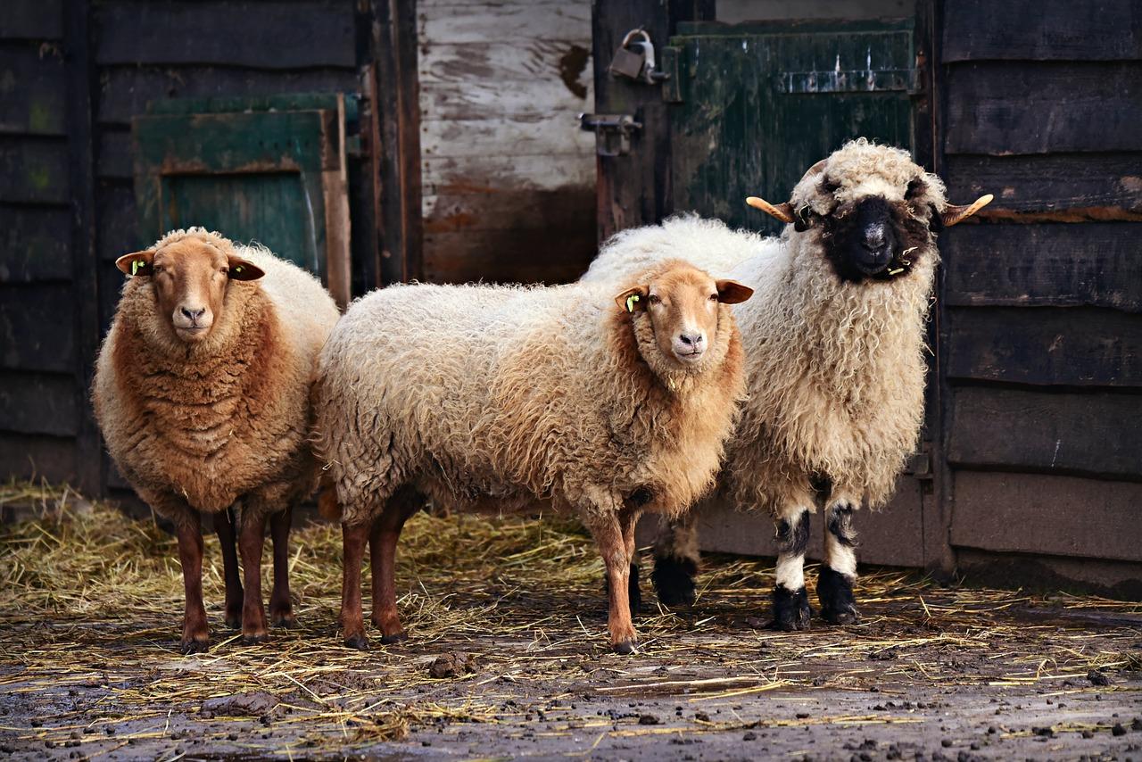 Peste des petits ruminants – PPR е вирусно заболяване което