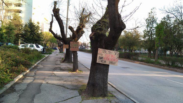 Дървета в Хасково