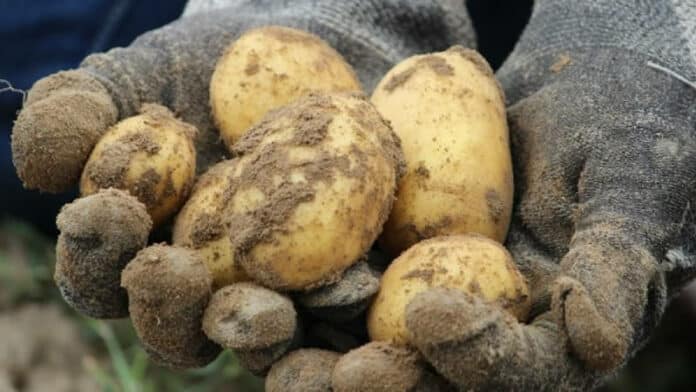 Помощ за производителите на картофи