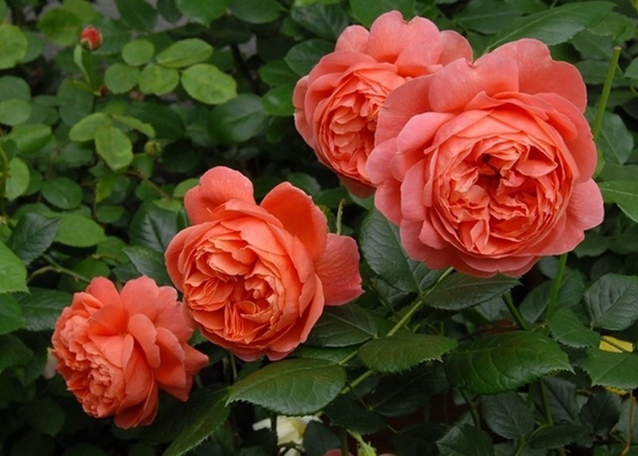 20 000 розови храсти, дарени от изпълнителния директор на цветарски