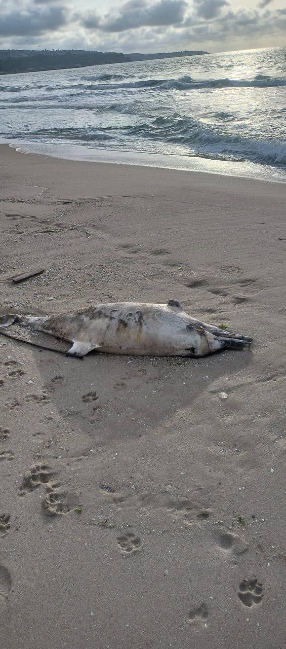 Умрял делфин бе открит на плажа във Варна. Това съобщиха