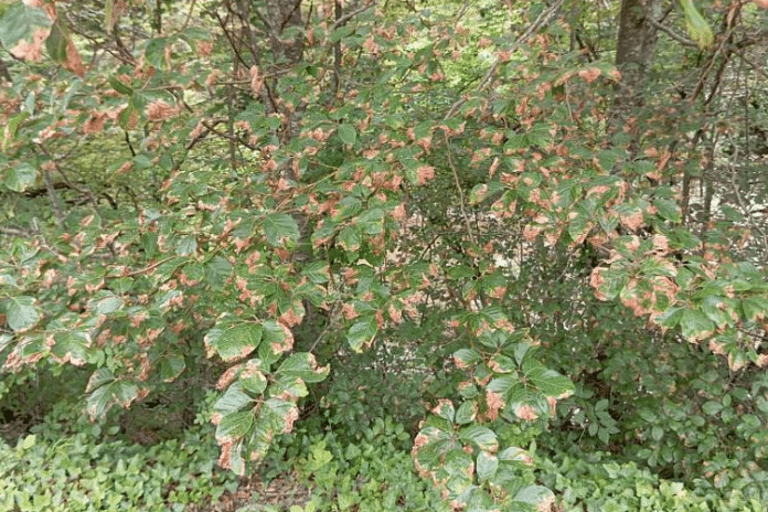 Букови гори