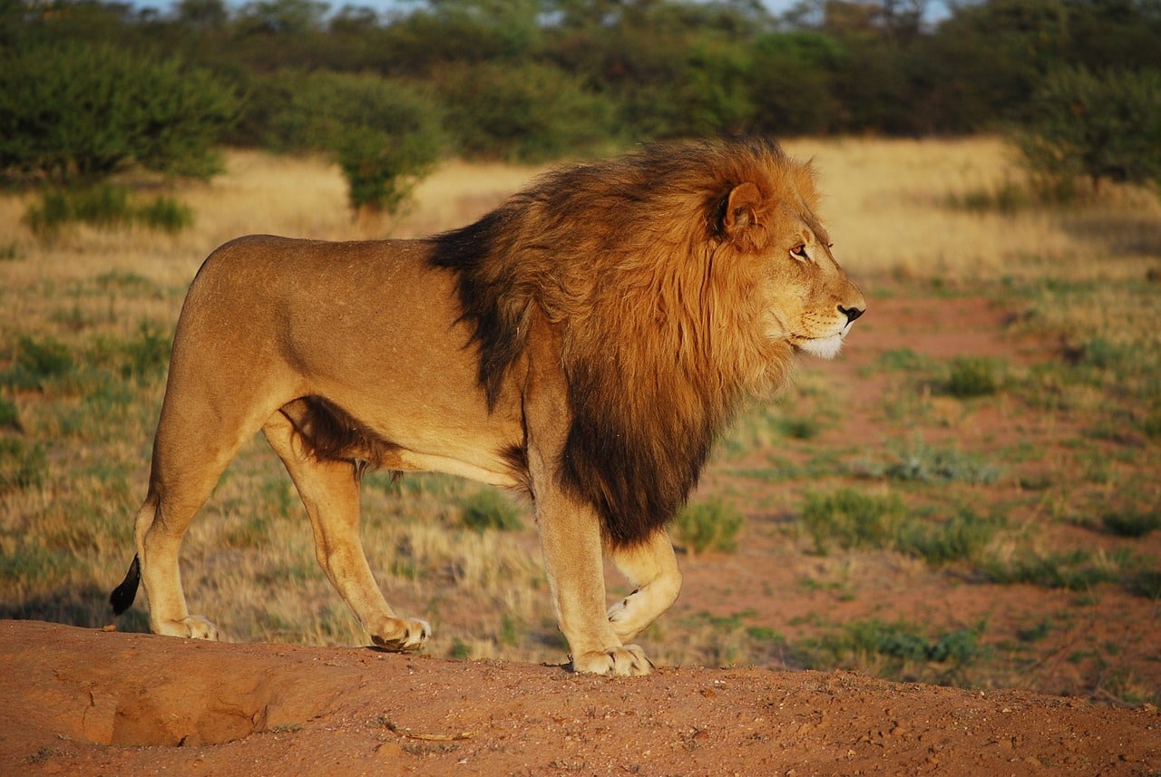 Властите в Замбия убиха два бездомни лъва които предизвикаха страх