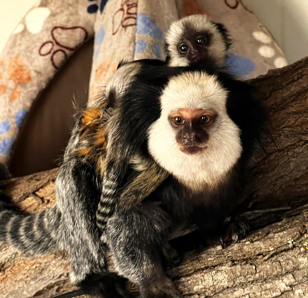 Амина и Темпо са сред най-новите обитатели на зоопарка в
