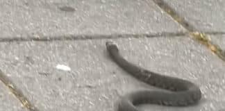 Змия в Дупница