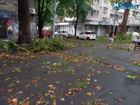 Паднали клони по улица "Александровска" в Бургас