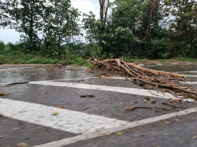 Дърво е паднало и смазало движещ се автомобил в Пловдив