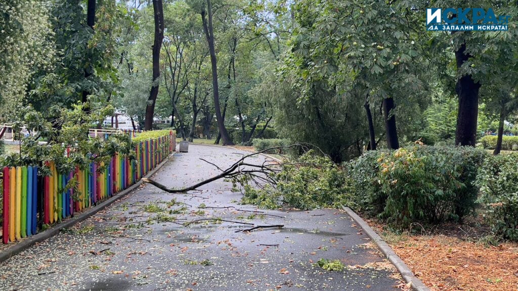 Паднало клон в Морската градина на Бургас