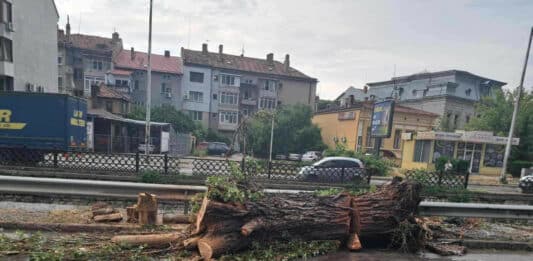 Паднало дърво в Плевен след поройния дъжд