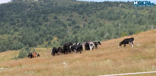 Паша на животни в планината