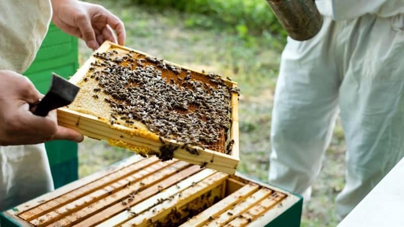 До 23 ти юли се удължава срокът в който пчеларите