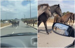 Коне по околовръстното в София между Младост и Панчарево