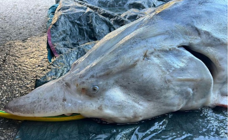 Величествена мъжка моруна в разцвета на силите си и вероятно