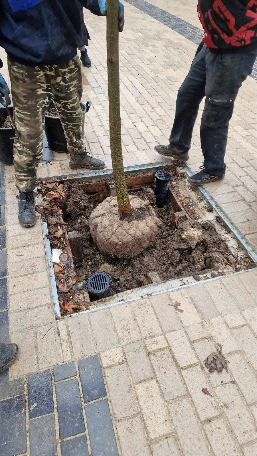 Продължава засаждането на нови дървета в центъра на Добрич Това